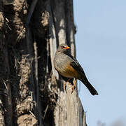 Abyssinian Thrush