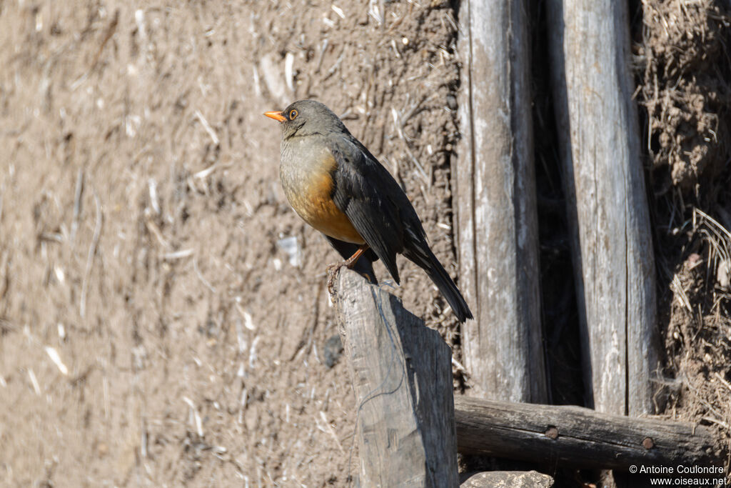 Abyssinian Thrushadult