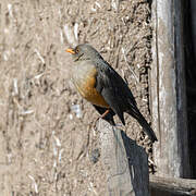 Abyssinian Thrush