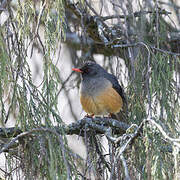 Abyssinian Thrush