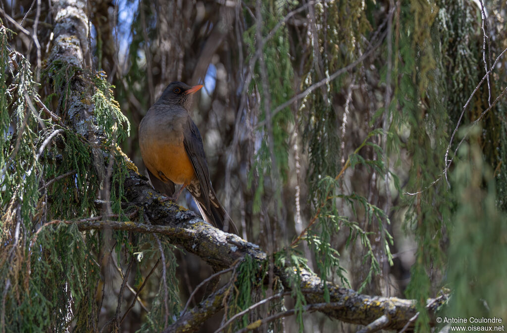 Abyssinian Thrushadult