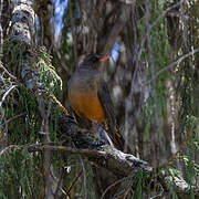 Abyssinian Thrush
