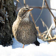 Common Blackbird