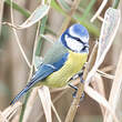 Mésange bleue