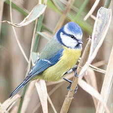 Mésange bleue
