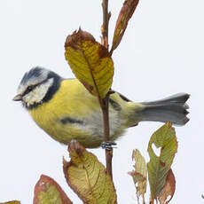Mésange bleue