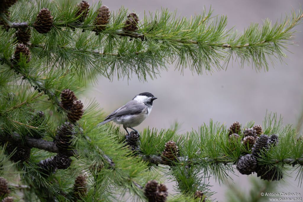 Mésange boréaleadulte