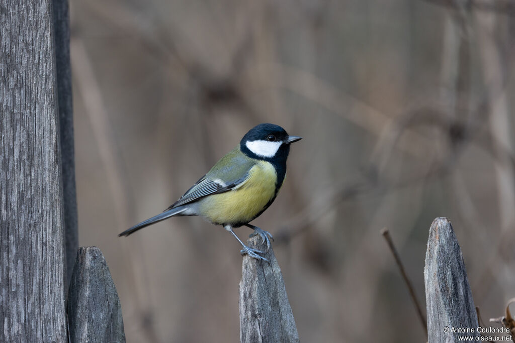 Mésange charbonnièreadulte