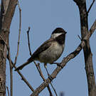 Mésange lugubre