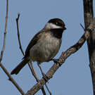 Mésange lugubre