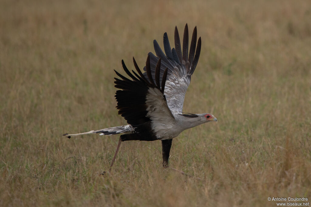 Secretarybirdadult, Flight