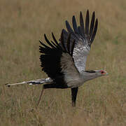 Secretarybird