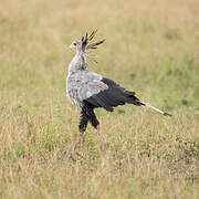 Secretarybird