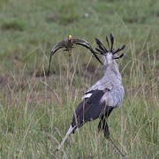 Secretarybird