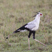 Secretarybird