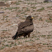 Yellow-billed Kite