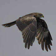 Yellow-billed Kite