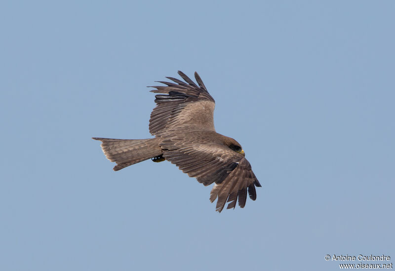 Milan à bec jauneadulte, Vol, pêche/chasse