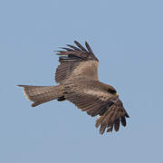 Yellow-billed Kite