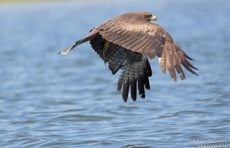 Yellow-billed Kiteadult, Flight, fishing/hunting