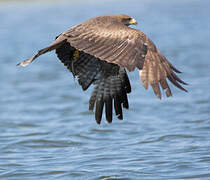 Yellow-billed Kite