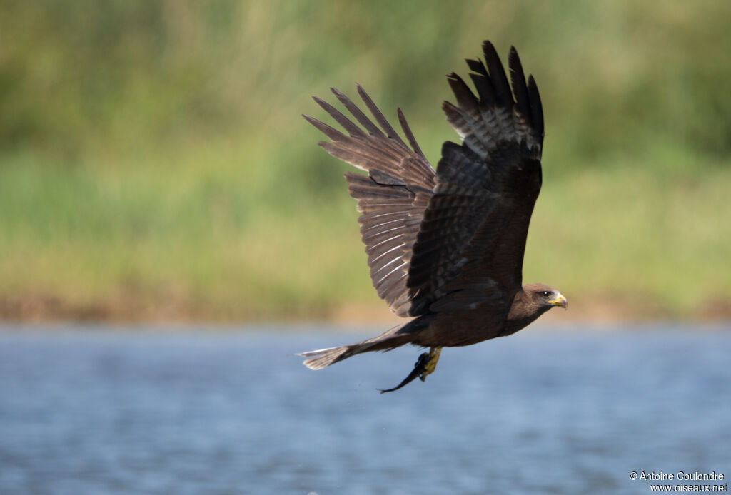 Yellow-billed Kiteadult, Flight, fishing/hunting