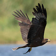 Yellow-billed Kite