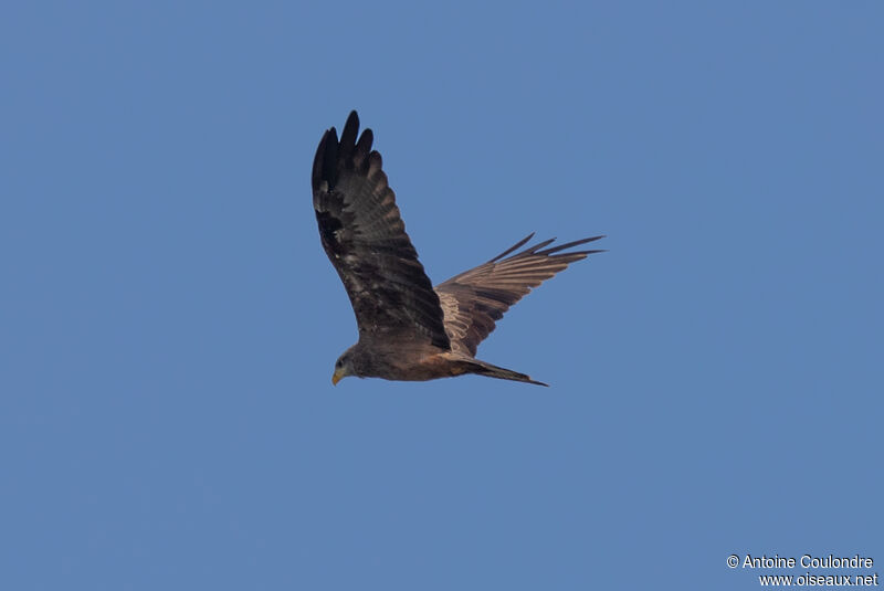 Yellow-billed Kite