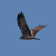 Yellow-billed Kite