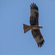 Yellow-billed Kite