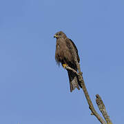 Black Kite