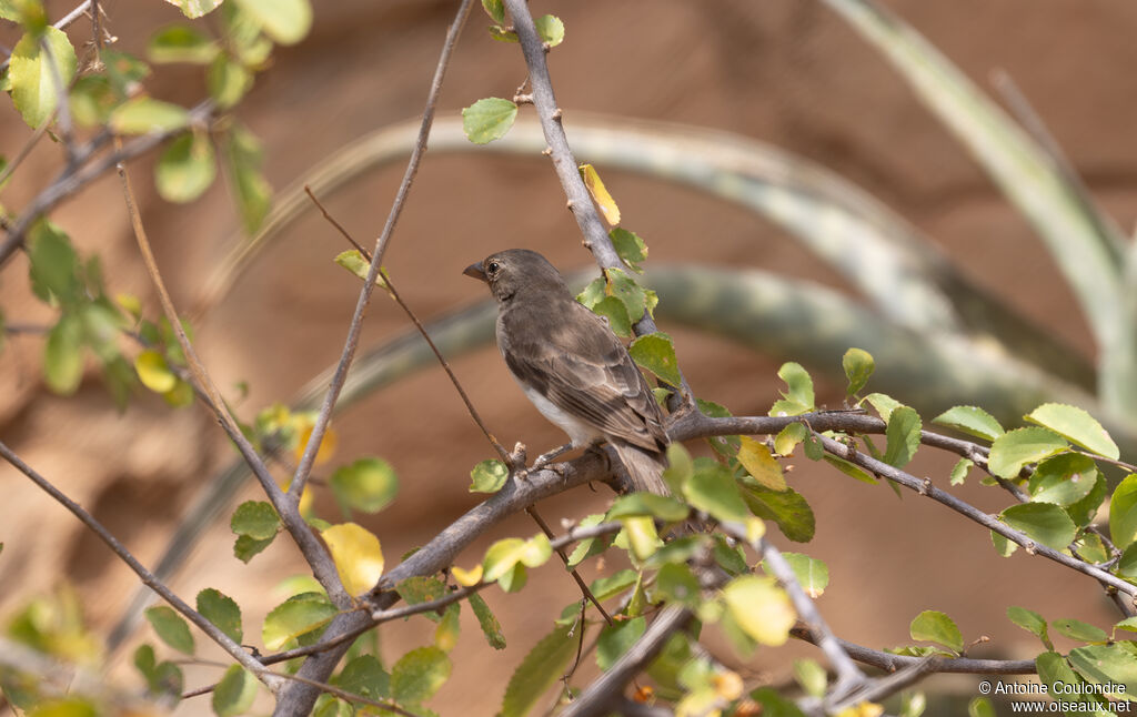 Moineau à point jauneadulte