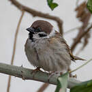 Moineau friquet