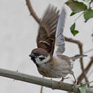 Moineau friquet