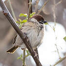 Moineau friquet