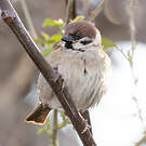 Moineau friquet