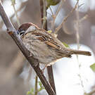 Moineau friquet