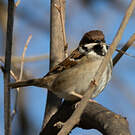 Moineau friquet