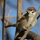 Moineau friquet
