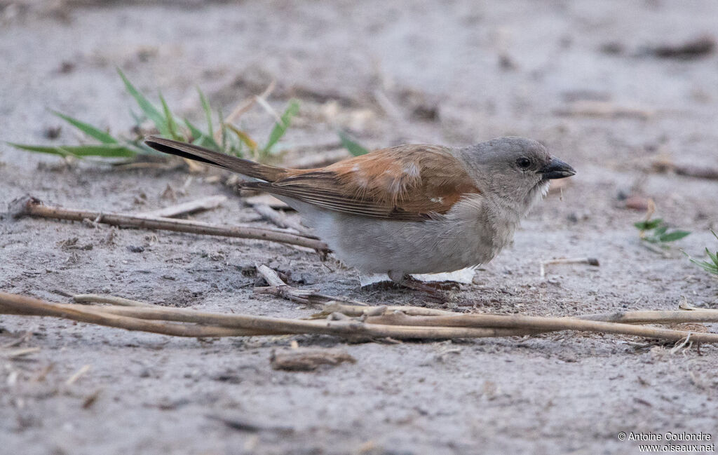 Moineau grisadulte