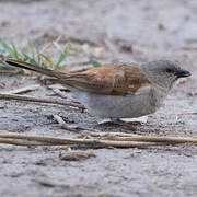 Northern Grey-headed Sparrow