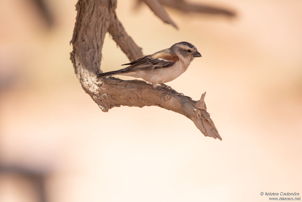 Moineau mélanure femelle adulte