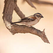 Cape Sparrow