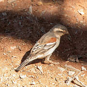 Cape Sparrow