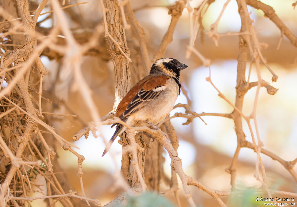 Moineau mélanure mâle adulte