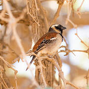 Cape Sparrow