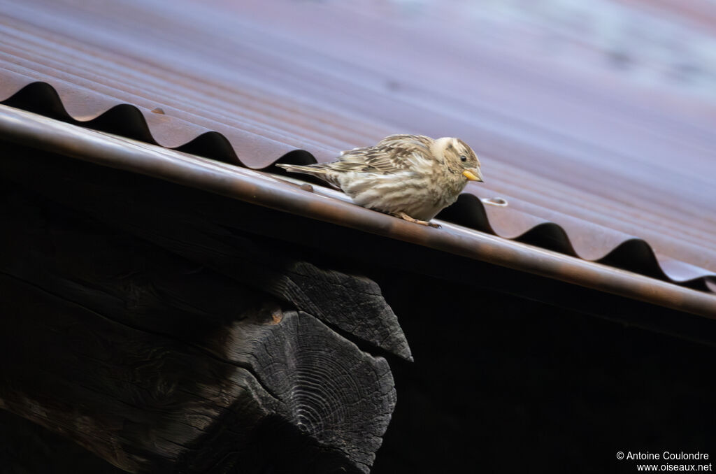Rock Sparrowadult breeding