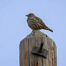 Moineau soulcie