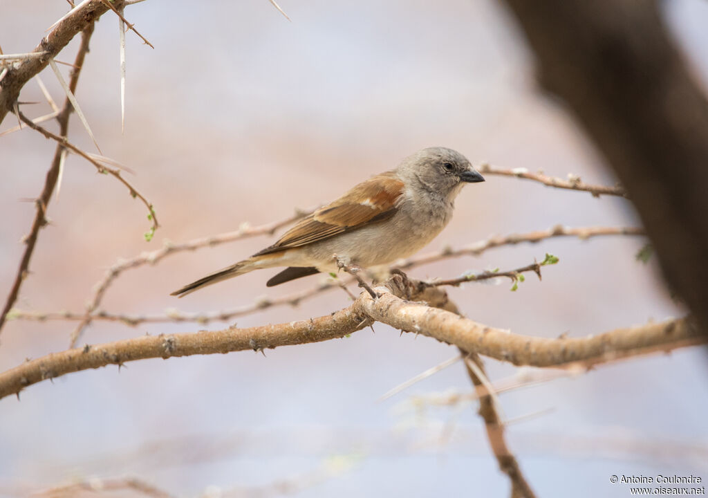 Southern Grey-headed Sparrowadult