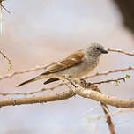 Moineau sud-africain